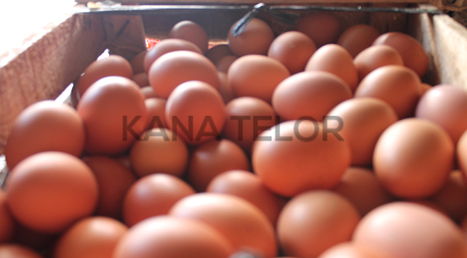 Toko Telur