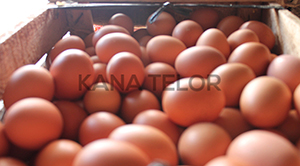 telur sehat