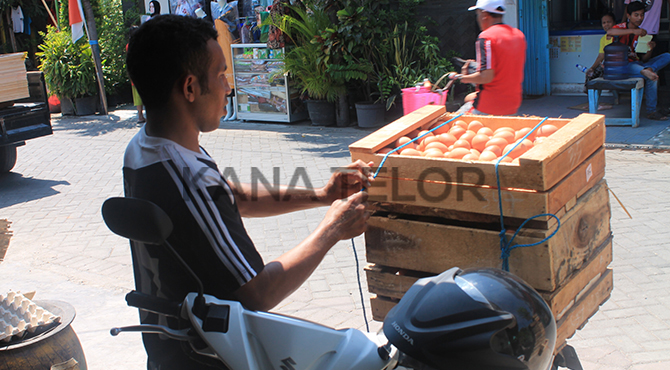 Agen Telur